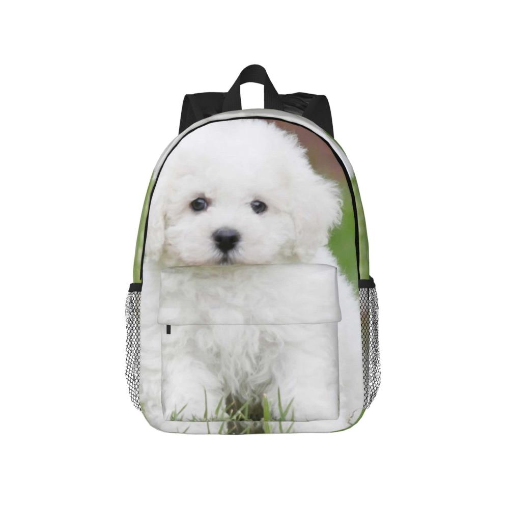 Bichon Frisé Hund